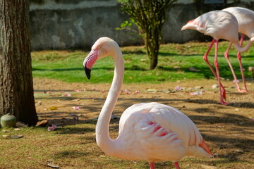 Pink flamingos on the grass