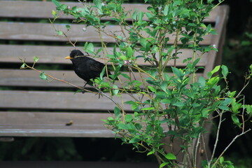 Common blackbird Turdus merula in the wild. Blackbird sitting on a wooden bench in garden and...