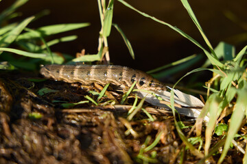 Colorful Freshwater Shrimp Found on a Riverbank That is Surrounded by Lush Green Grass