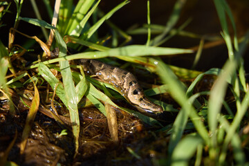CloseUp View of a Lizard Hiding Among the Green Grass in its Natural Habitat Environment