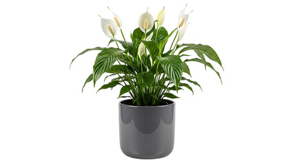 Peace lily in gray pot isolated on transparent background, a beautiful and elegant houseplant with white flowers and green leaves, perfect for home decor and indoor gardening