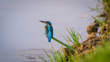 Vibrant Blue Kingfisher Perched on a Stem Overlooking Water with Green Reeds