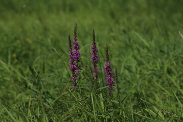 Lythrum salicaria (purple loosestrife), close up. Flowers of a purple loosestrife (Lythrum salicaria). Beautiful summer background. Beautiful floral background 
