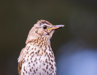 Drozd śpiewak. Song thrush. (Turdus philomelos)