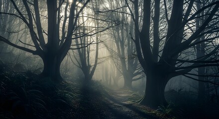 A mysterious path winds through a dark, foggy forest as sunlight streams through bare trees.