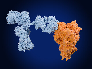 Neutralizing monoclonal antibody binding  to influenza virus hemagglutinin