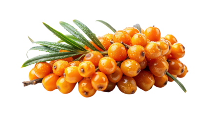 A bunch of vibrant and juicy sea buckthorn berries with water droplets