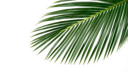 Obraz premium green palm frond isolated on white background in symmetrical botanical composition