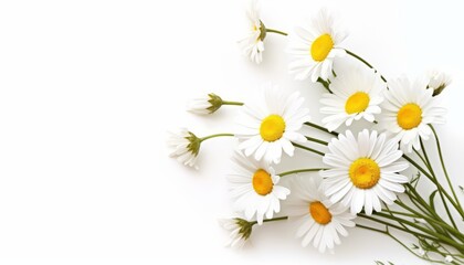 elegant daisy flowers white background 