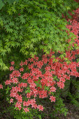 カエデとつつじ