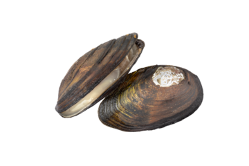 Two wild freshwater dark brown mussels isolated on white background. Painter's mussel ( Unio pictogrum ) is European large bivalve mollusk.