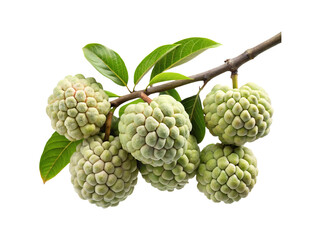 Close up of fresh Sugar Apples or Custard Apples on a branch