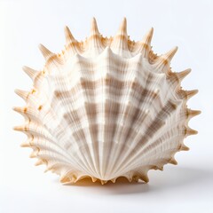 Exotic spiky seashell showcasing unique texture and pattern complexity on white background