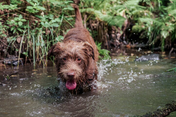 dog in water