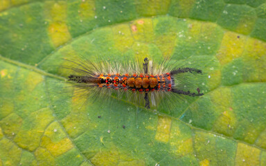 Znamionówka starka (Orgyia antiqua)