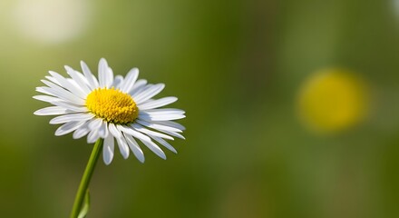 Obraz premium International coffee day a single white daisy flower with a yellow center, its delicate petals unfurling against a soft green bokeh background, capturing the essence of natures simple beauty