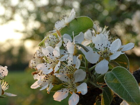 Apple tree flowers
