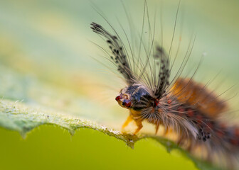 Znamion&oacute;wka starka (Orgyia antiqua)