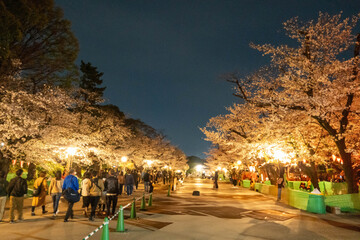 上野恩賜公園の夜桜