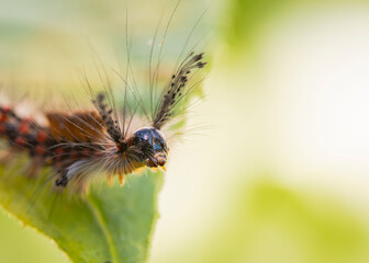 Znamion&oacute;wka starka (Orgyia antiqua)