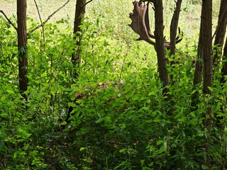 trees in the forest, deer