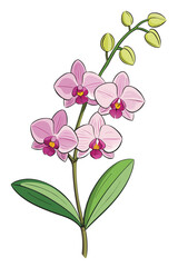 pink orchid isolated on white background