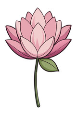 pink lotus flower