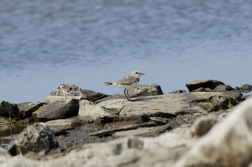 Kentish plover. Charadrius alexandrinus