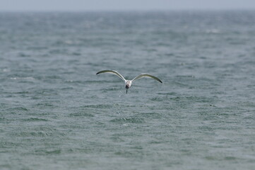 From afar. A bird above the water. Sandwich tern