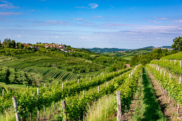 Naklejka premium beautiful view - houses and vineyard in brda, slovenia
