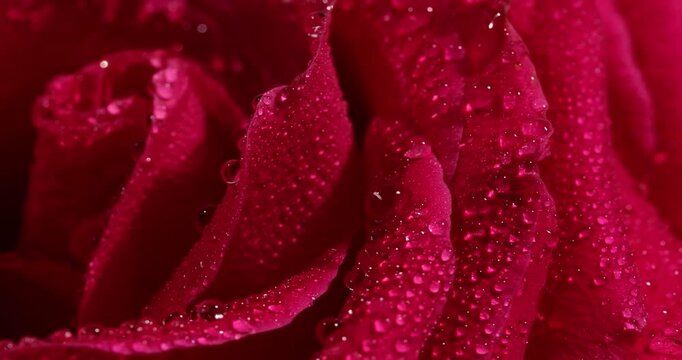 Close-up view of a beautiful red rose with droplets of water clinging to its petals, highlighting the intricate textures and vibrant color.