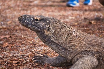 Komodo Dragon in Komodo National Park, Indonesia