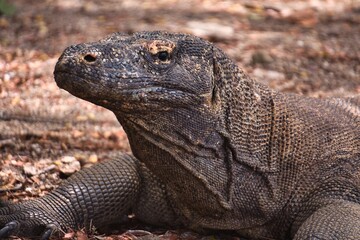 Komodo Dragon in Komodo National Park, Indonesia