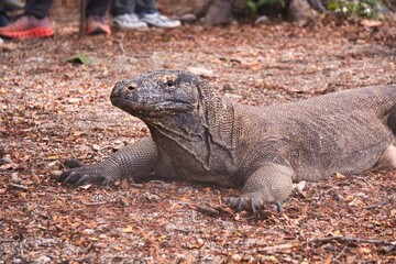 Komodo Dragon in Komodo National Park, Indonesia