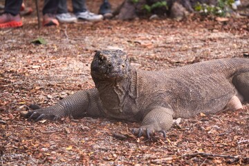 Komodo Dragon in Komodo National Park, Indonesia