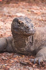 Komodo Dragon in Komodo National Park, Indonesia