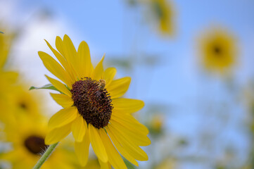 Bee on Sunflower Close Up
