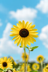 Bright Yellow Sunflower Close Up