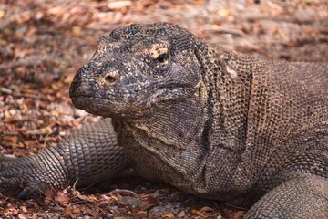 Komodo Dragon in Komodo National Park, Indonesia