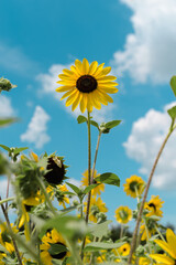 Single Sunflower Blooming in Summer