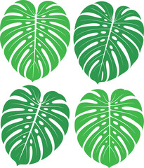Four Green Monstera Deliciosa Leaves Isolated on White Background Tropical Plant Illustration for Graphic Design Projects Botanical Art and Nature Inspired Designs
