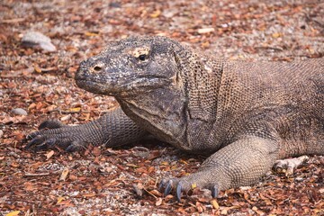 Komodo Dragon in Komodo National Park, Indonesia