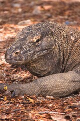 Obraz premium Komodo Dragon in Komodo National Park, Indonesia