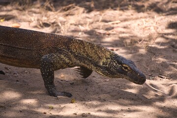 Komodo Dragon in Komodo National Park, Indonesia
