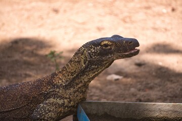Komodo Dragon in Komodo National Park, Indonesia