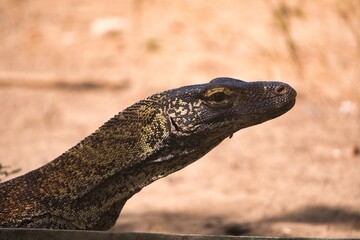 Komodo Dragon in Komodo National Park, Indonesia