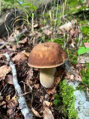 Boletus in the Apennines woods, Italy