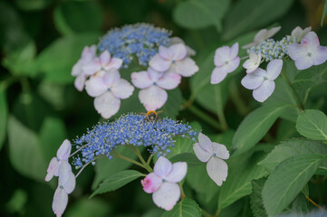 Honeybee collecting nectar from blue lacecap hydrangea, Japan