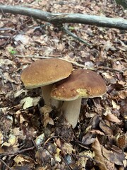 Boletus in the Apennines woods, Italy