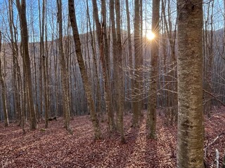 Woods in the italian Apennines, Italy